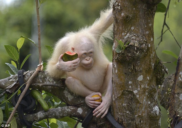 Оазис для Альбы: для единственного в мире орангутана-альбиноса ищут собственный остров 1