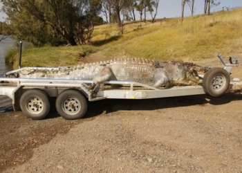 В Австралии полиция ищет тех, кто застрелил 5,2-метрового крокодила – крупнейшего за последние 30 лет