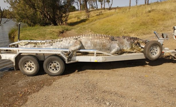 В Австралии полиция ищет тех, кто застрелил 5,2-метрового крокодила – крупнейшего за последние 30 лет