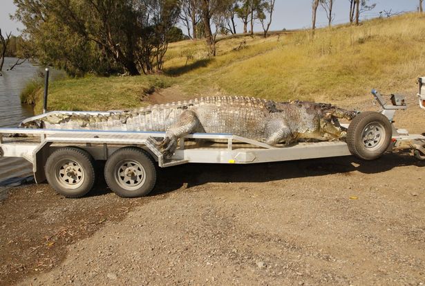 В Австралии полиция ищет тех, кто застрелил 5,2-метрового крокодила – крупнейшего за последние 30 лет 1