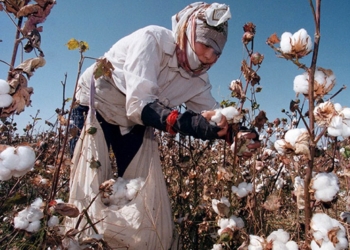 Конец рабству на плантациях: в Узбекистане студенты, учителя и медики больше не будут ездить на уборку хлопка