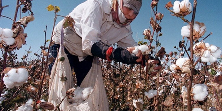 Конец рабству на плантациях: в Узбекистане студенты, учителя и медики больше не будут ездить на уборку хлопка