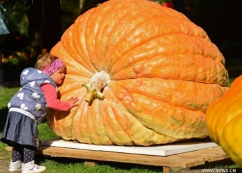 И чем же их поливают? На ежегодном конкурсе тыкв в Словении победила тыква весом 639 килограммов