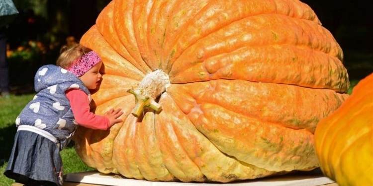 И чем же их поливают? На ежегодном конкурсе тыкв в Словении победила тыква весом 639 килограммов