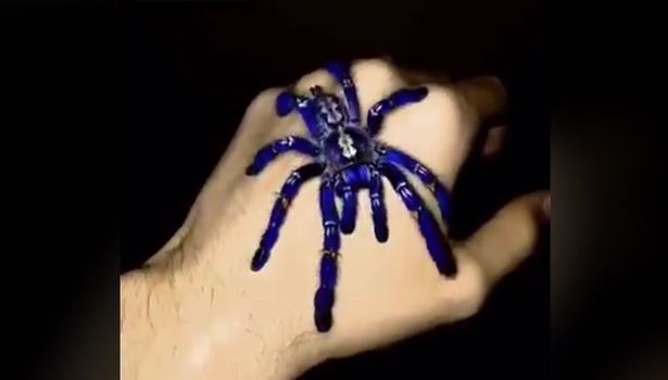 Красиво и опасно: сине-голубые пауки-птицееды находятся под угрозой исчезновения