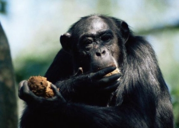 Вьетнам хочет поставлять в Россию больше обезьян