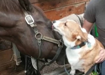 Bésame mucho: удивительная дружба жеребца и маленькой собачки