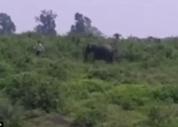 В Индии пьяница хотел сделать селфи со слоном и был смертельно ранен