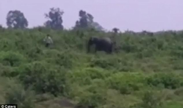 В Индии пьяница хотел сделать селфи со слоном и был смертельно ранен