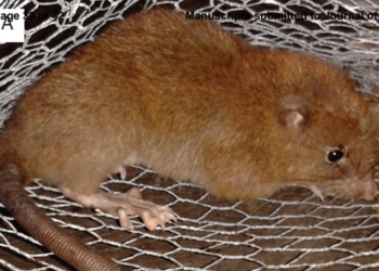 Найдена гигантская крыса, которая раскалывает кокосовые орехи собственными зубами