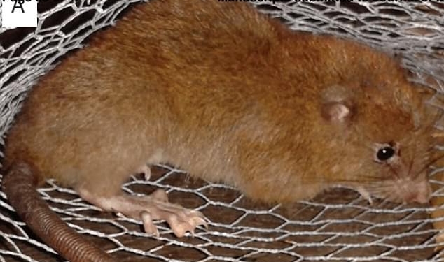 Найдена гигантская крыса, которая раскалывает кокосовые орехи собственными зубами