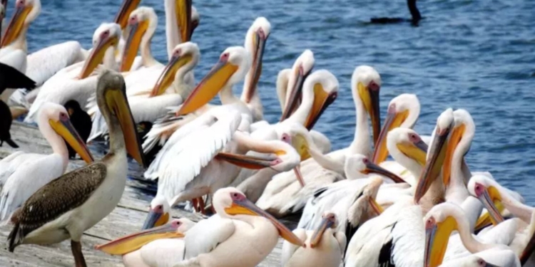 Голодные перелетные пеликаны разоряют фермеров в Израиле