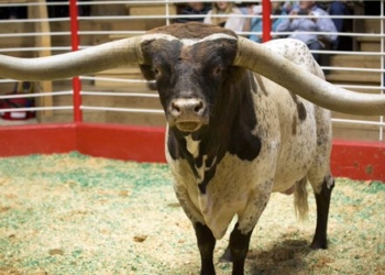 Когда длина рогов имеет значение: в Техасе на аукционе домашнего скота за $165 тыс. был продан шестилетний длиннорогий бык породы лонгхорн из Оклахомы