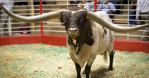 Когда длина рогов имеет значение: в Техасе на аукционе домашнего скота за $165 тыс. был продан шестилетний длиннорогий бык породы лонгхорн из Оклахомы