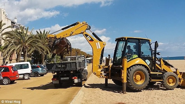 Гигантскую кожистую черепаху с испанского пляжа пришлось «убирать» с помощью экскаватора