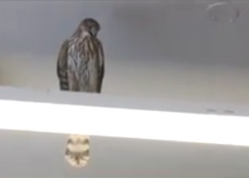 Прилетел за покупками? В США работники супермаркета два дня ловили залетевшего внутрь ястреба-тетеревятника