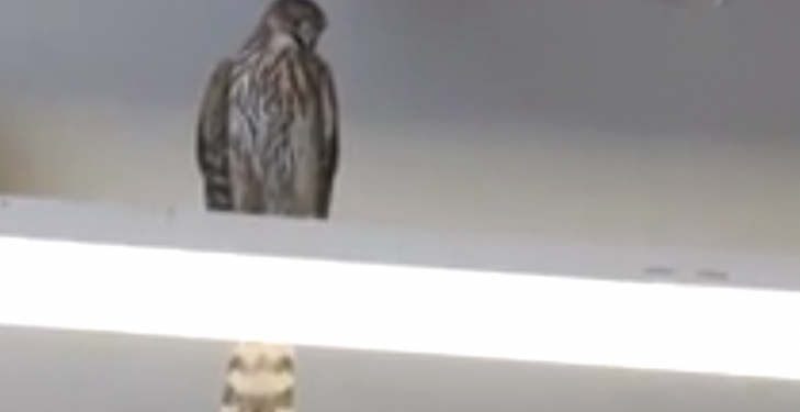 Прилетел за покупками? В США работники супермаркета два дня ловили залетевшего внутрь ястреба-тетеревятника