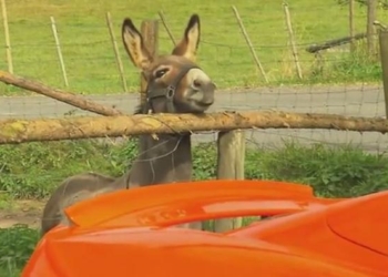 Кто ж на такой машине едет в село? В Германии суперкар McLaren 650S Spider стал жертвой осла