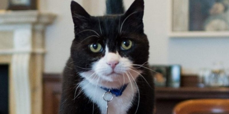 Крепкие британские традиции: МИД Британии похвастал, сколько Главный мышелов министерства поймал мышей