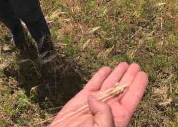 Захвативший в Снигиревке почти 64 га земли и вырастивший на них ячмень мужчина пойдет под суд