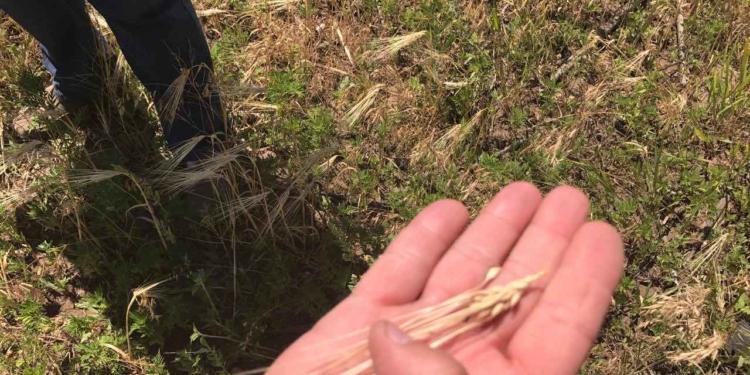 Захвативший в Снигиревке почти 64 га земли и вырастивший на них ячмень мужчина пойдет под суд