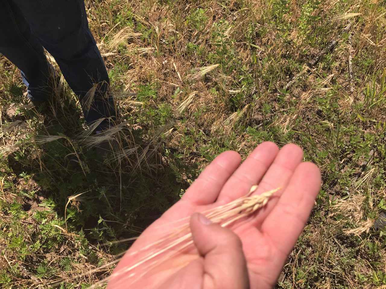 Захвативший в Снигиревке почти 64 га земли и вырастивший на них ячмень мужчина пойдет под суд