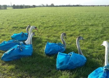 Сумки для шоппинга от IKEA, оказывается, хорошо подходят для спасения лебедей