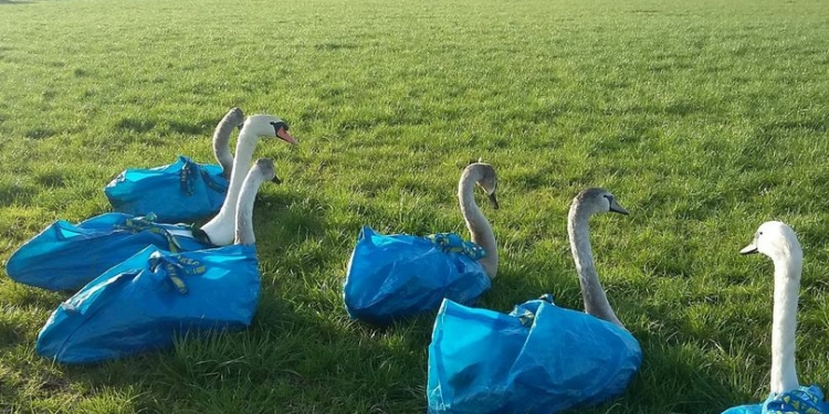 Сумки для шоппинга от IKEA, оказывается, хорошо подходят для спасения лебедей