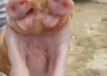 В Китае родился двуглавый поросенок с двумя носами и тремя глазами. Причем не первый за последний месяц