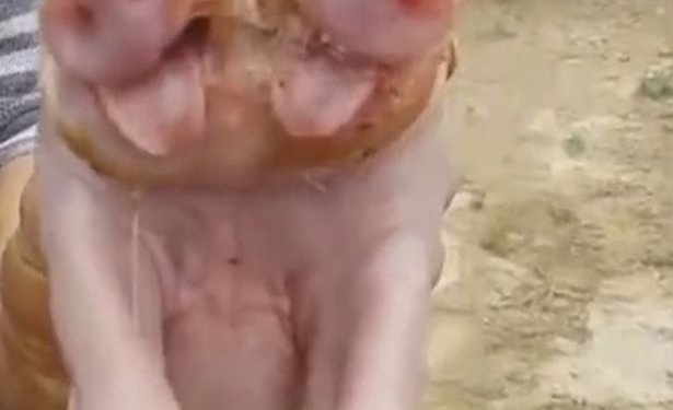 В Китае родился двуглавый поросенок с двумя носами и тремя глазами. Причем не первый за последний месяц