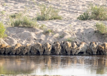 Семья – это значит «все делать вместе»: 20 львов даже пьют в унисон