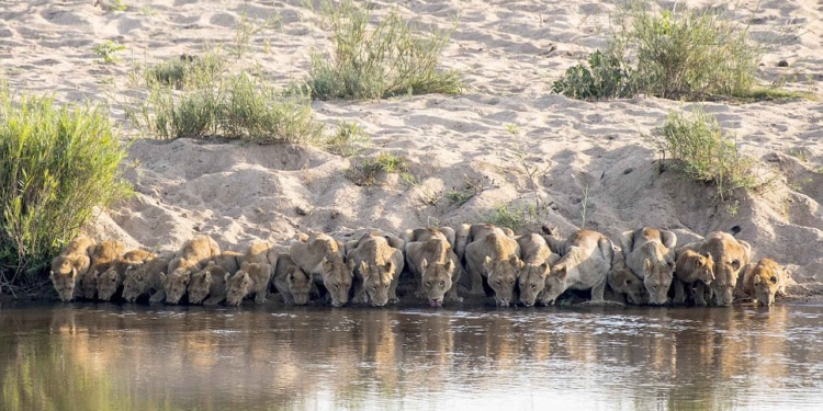 Семья – это значит «все делать вместе»: 20 львов даже пьют в унисон