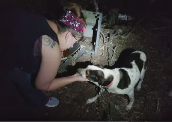 В США с помощью видео с дорожной камеры нашли мужчину, который выбросил собаку. Ему предъявлено обвинение