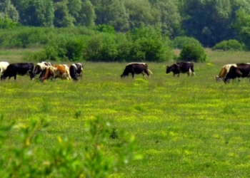 Академики подсчитали природные богатства Украины – выходит по $2 млн на каждого жителя