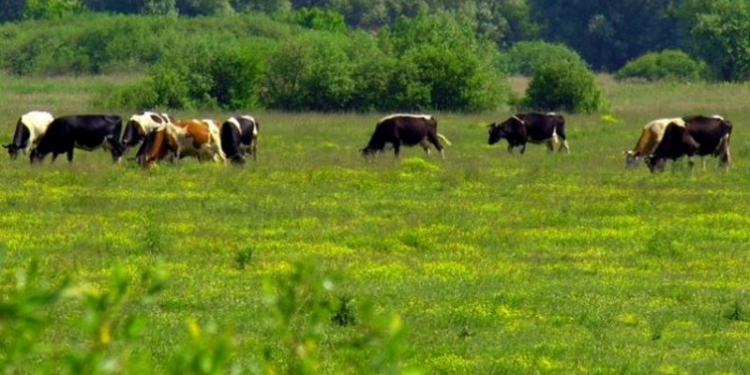 Академики подсчитали природные богатства Украины – выходит по $2 млн на каждого жителя