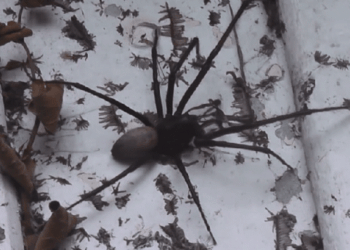 Огромный паук перепугал жителя Новой Зеландии