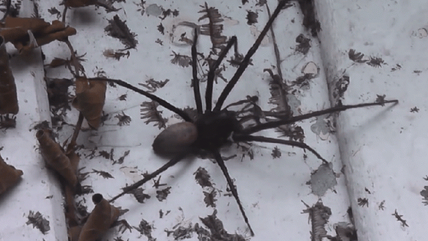 Огромный паук перепугал жителя Новой Зеландии 1