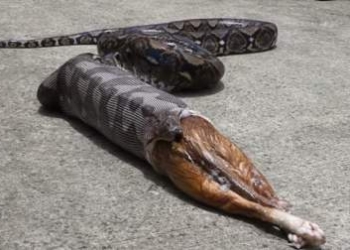 Нервным не смотреть. Питон проглотил кота, полицейские заставили змею выплюнуть животину