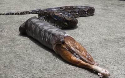 Нервным не смотреть. Питон проглотил кота, полицейские заставили змею выплюнуть животину