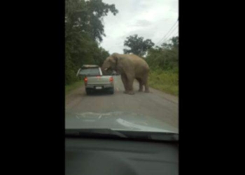 Слон легко сдвинул крышу пикапа – искал вкусненькое