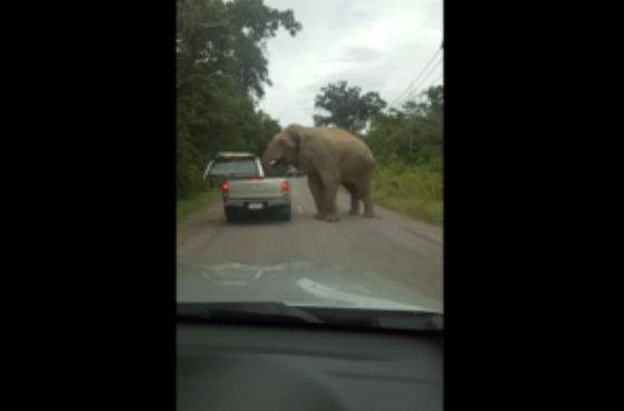 Слон легко сдвинул крышу пикапа – искал вкусненькое