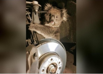 В Австралии самка коалы залезла на ось колеса внедорожника и проехала на ней 16 километров