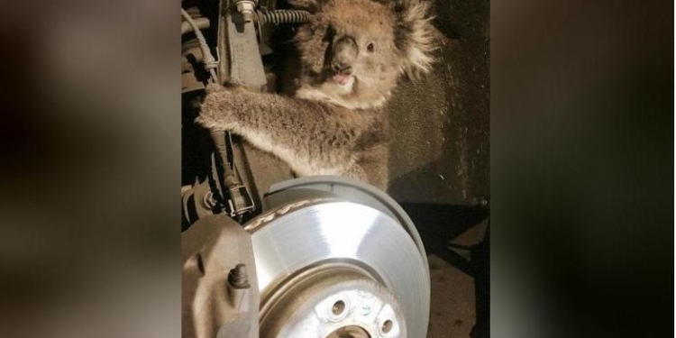 В Австралии самка коалы залезла на ось колеса внедорожника и проехала на ней 16 километров