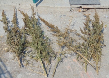 В Братском районе нашли наркотики – хозяин пояснил, что пить ему нельзя, поэтому он вынужден курить коноплю