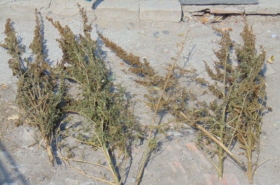 В Братском районе нашли наркотики – хозяин пояснил, что пить ему нельзя, поэтому он вынужден курить коноплю