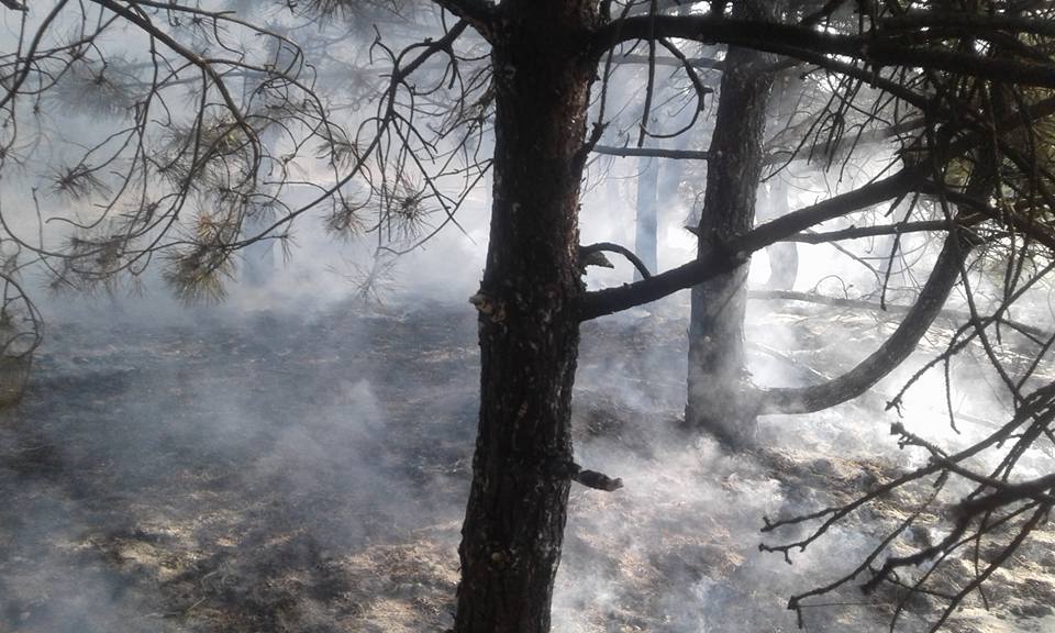 На Кинбурне горел лес – тушили сообща 3