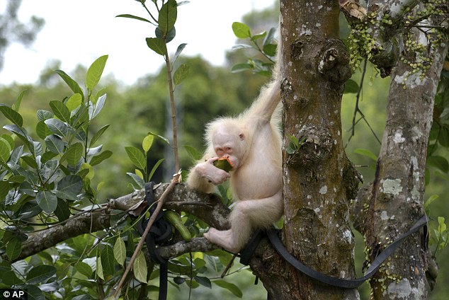 Оазис для Альбы: для единственного в мире орангутана-альбиноса ищут собственный остров 3