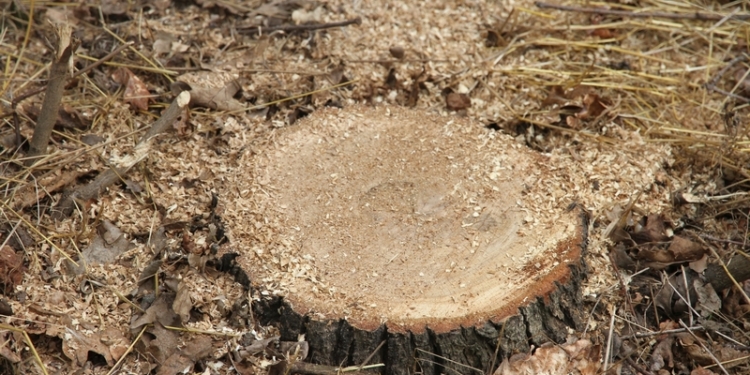 «Сигнал» в Фейсбуке о незаконной вырубке в «Дубках» проверили: рекреационная зона в Николаеве действительно уничтожается