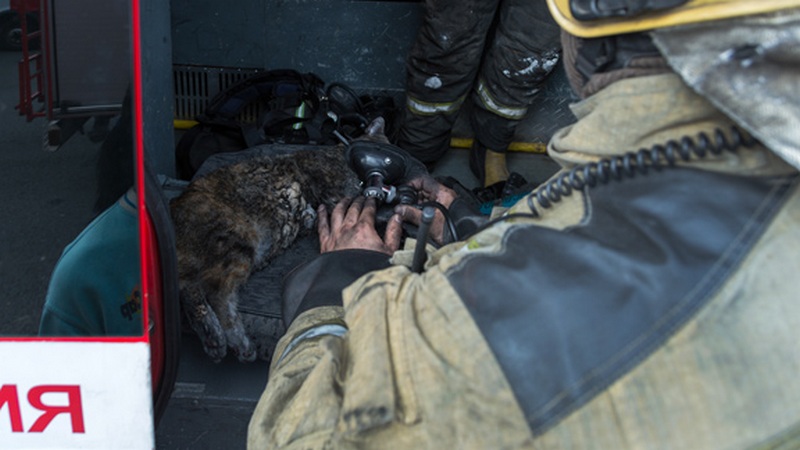 В Санкт-Петербурге горел «Эрмитаж» - пострадали четыре музейных кота 3