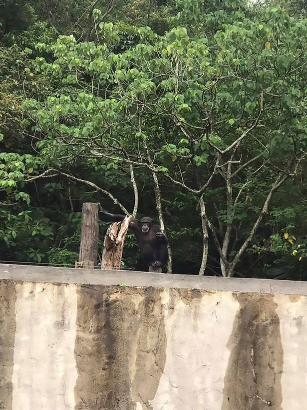 В зоопарке Тайбэя из своего вольера сбежала шимпанзе 3